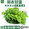【千牛优福】羽衣甘蓝500g 新鲜蔬菜嫩叶甘兰kale健身榨汁5件包邮