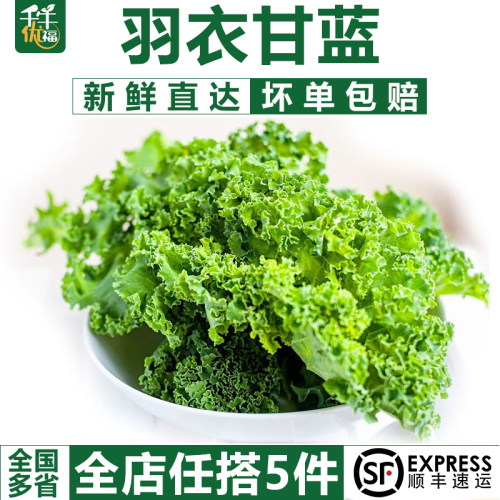 新鲜采摘蔬菜千牛优福羽衣甘蓝