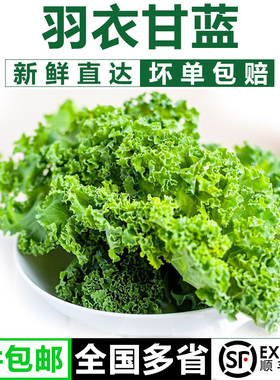 羽衣甘蓝250g-1500g  新鲜嫩叶甘兰kale健身榨汁西餐食材蔬菜沙拉