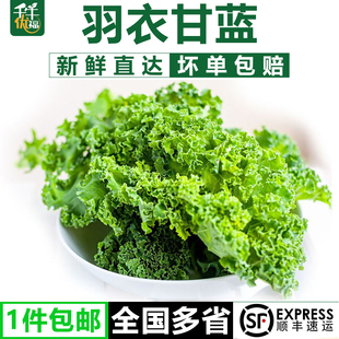 蔬菜甘兰kale健身榨汁西餐食材蔬菜沙拉 新鲜羽衣甘蓝嫩叶2斤装