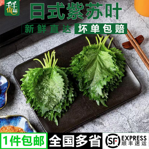 千牛优福新鲜紫苏叶烤肉食材装饰