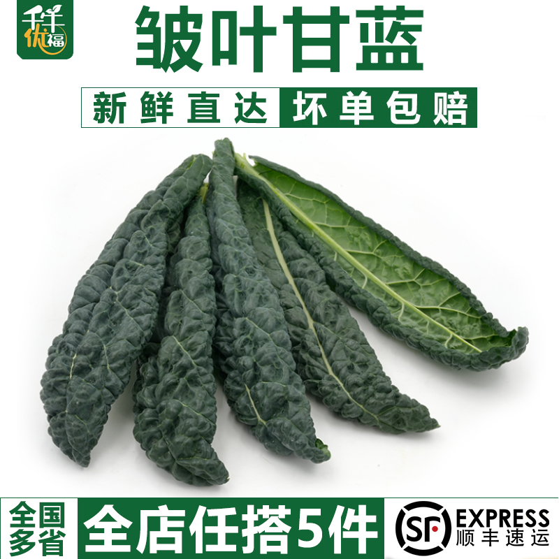 千牛优福皱叶甘蓝菜新鲜采摘