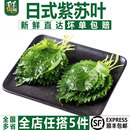 小叶绿苏子叶日料装 盒 新鲜紫苏叶40片 饰包烤肉食材 千牛优福