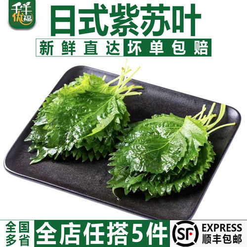 千牛优福新鲜紫苏叶烤肉食材装饰