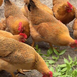 正宗灵山土鸡苗小鸡活体高产蛋鸡苗小鸡活苗宠物鸡活苗观赏鸡包邮