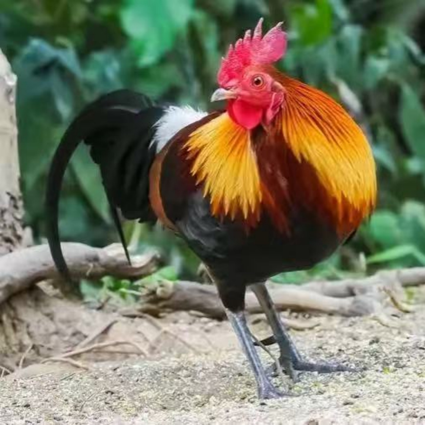 宠物鸡云南正宗茶花鸡活苗幼鸡活体原生品种家养散养观赏小鸡活崽