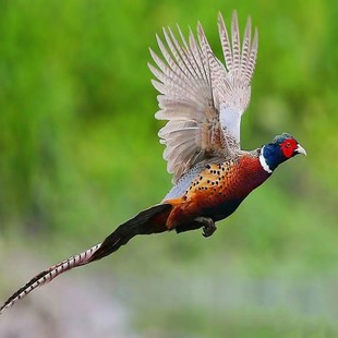 纯种七彩山鸡苗活体宠物鸡山鸡苗种鸡月子鸡山鸡观赏鸡宠物土鸡