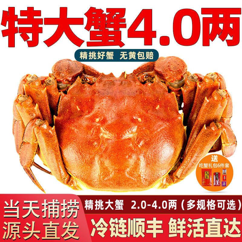 [活蟹]特大闸蟹鲜活现货螃蟹官方旗舰全母公蟹阳澄礼盒装湖鲜河蟹
