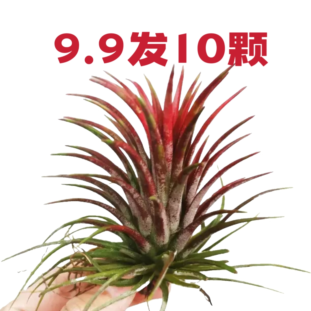 空气凤梨办公室防辐射
