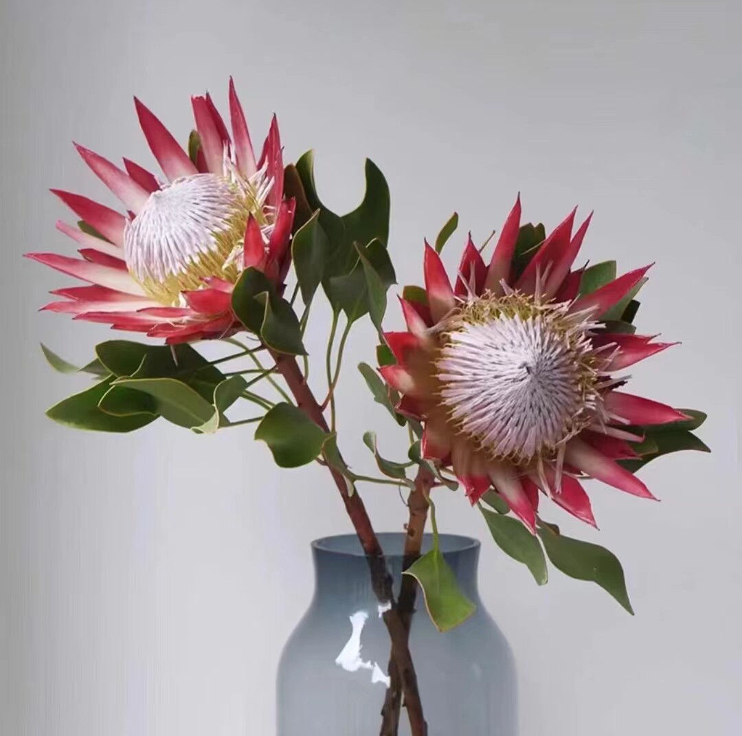 进口南非帝王花公主花班克木针垫可做干花鲜花水养水培花材红色