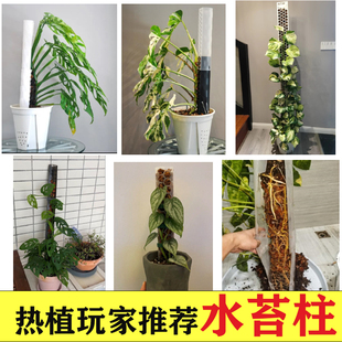 水苔柱龟背竹专用支撑杆热值爬藤立柱气生根套管支架导管拼接延长