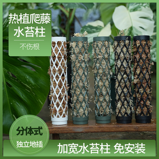 沃木达水苔柱龟背竹爬藤墙植物固定热植附生植物攀爬柱新型水台柱