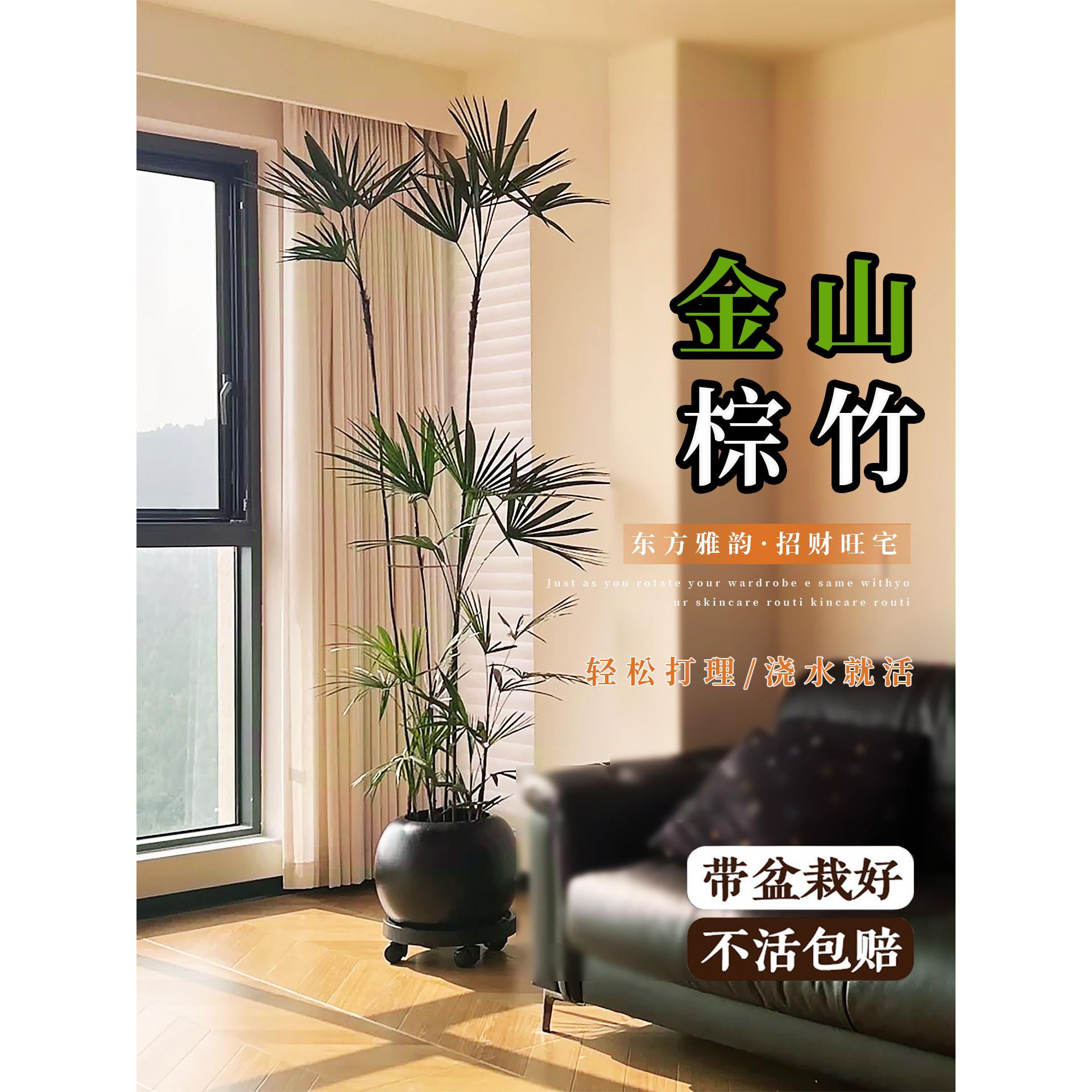 棕竹金山盆栽室内大型真花绿植客厅旺宅植物落地四季好养老桩竹子