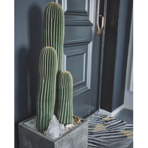 仙人掌阳台非常容易去甲醛龙凤柱