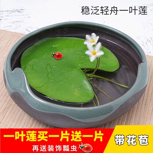 开花水培植物价格 开花水培植物图片 星期三