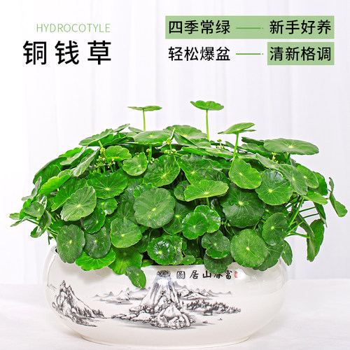 铜钱草水培植物桌面招财金钱草
