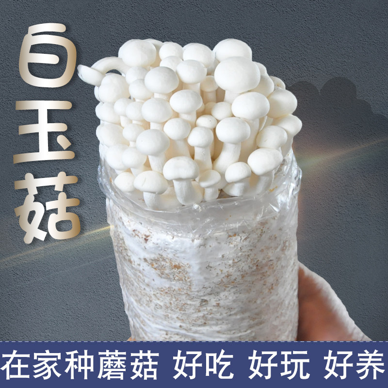 白玉菇菌包海鲜菇食用菌蘑菇阳台趣味家庭养殖种植农产品蘑菇菌包