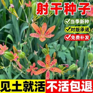 射干种子黑莓易种活多年生耐阴耐寒盆栽春秋播百合乌蒲中药材种籽