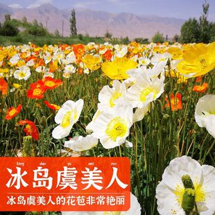 东方虞美人花种籽子冰岛虞美人红色混色春秋矮多年生耐寒花卉种子