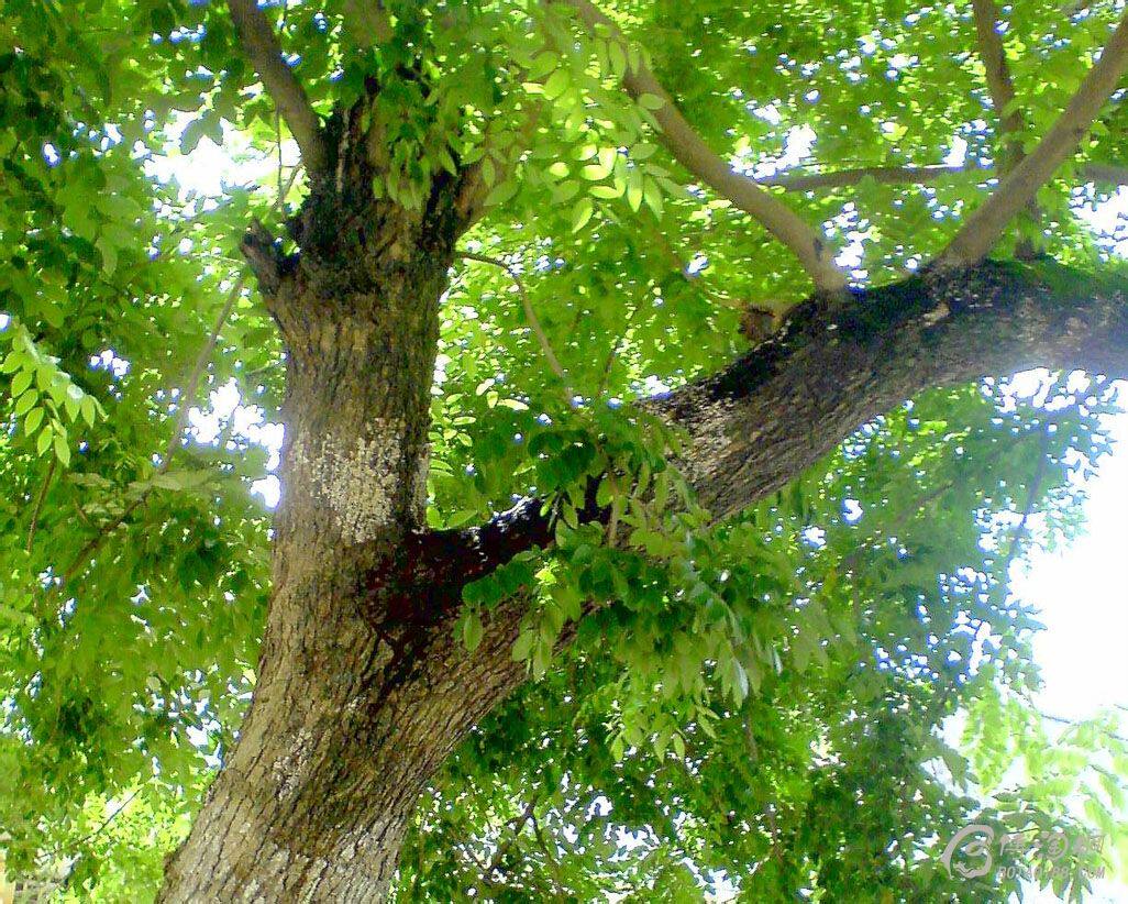 海南黄花梨种子正宗名贵珍贵树种降香木上等庭院传世红木家具树种