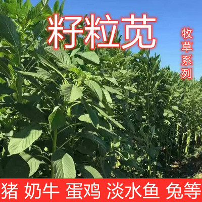 美国籽粒苋种子 进口优质牧草黑千穗谷 高蛋白鸡鸭鹅家禽喜食苋菜