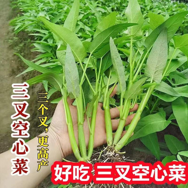 大叶三叉空心菜种子柳叶通心菜种籽四季播种春秋阳台盆栽蔬菜种孑