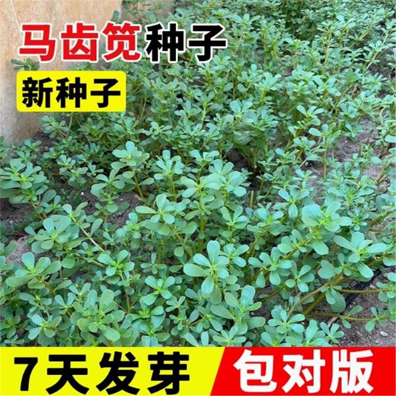马齿苋菜种籽新鲜四季蔬菜种子马芷苋室内阳台庭院盆栽简单好种孑