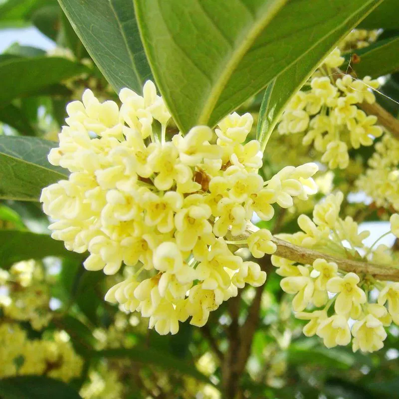 桂花种子 金桂沉香八月桂花树种子 桂花种籽四季盆栽阳台花卉种籽