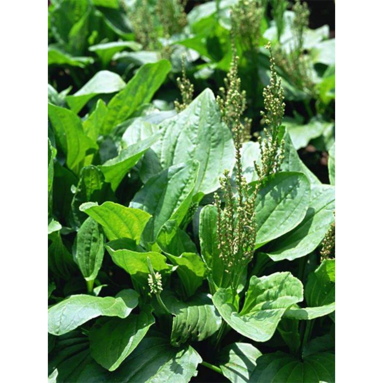 车前草车前子种子野菜车草种子四季蔬菜种植菜园庭院用种