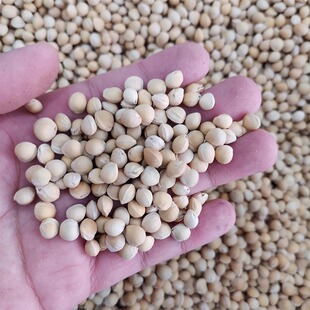 正宗大青叶樱桃种子野樱桃种子山樱桃山樱花种子果树种子嫁接砧木