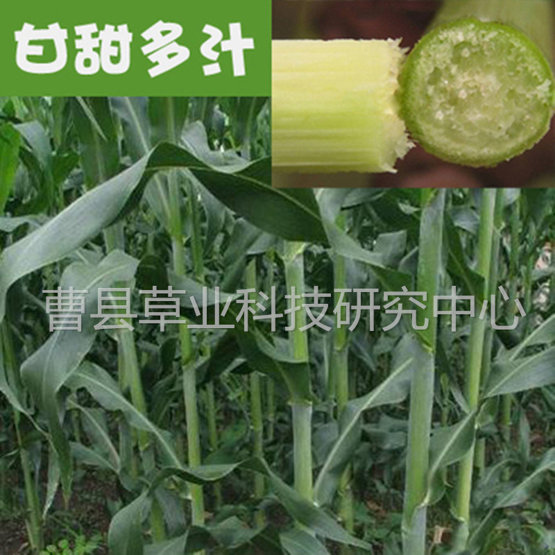 大力士甜高粱优质高产牧草种子高营养再生强牛羊兔鱼鹅鸭不开花