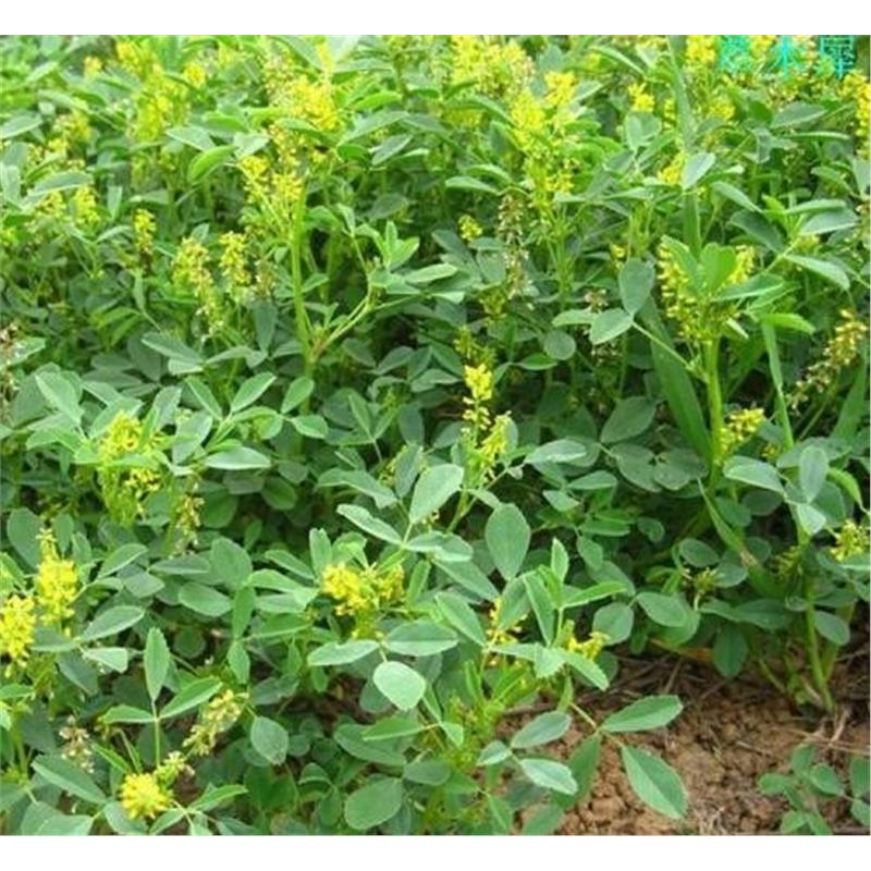 黄花苜蓿草木犀多年生牧草种子南北方柱花草营养高猪牛羊鸡鸭草籽