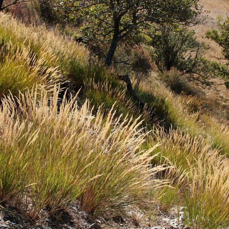 芨芨草种子牧草