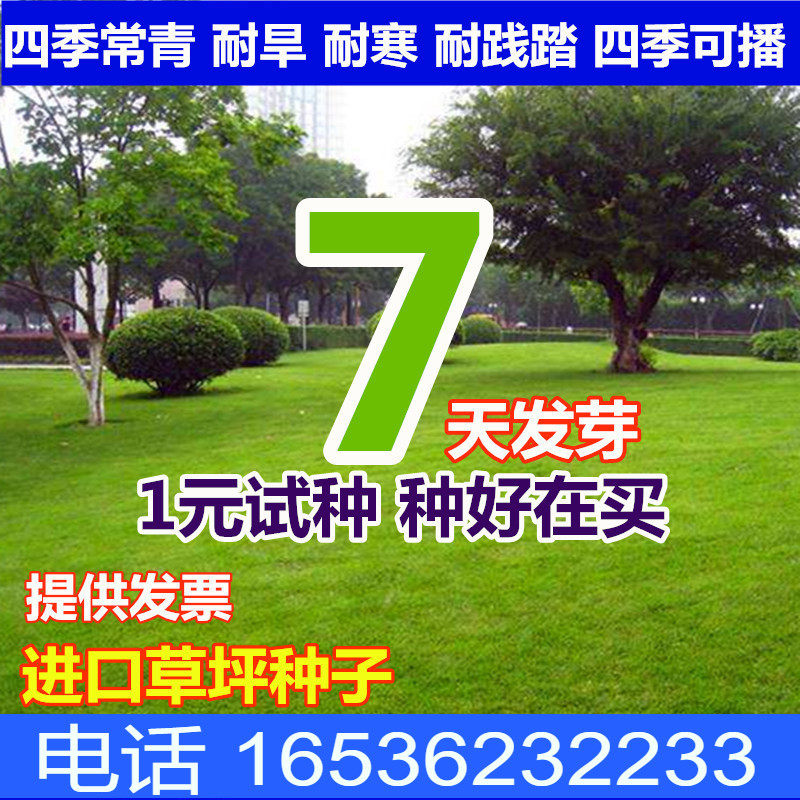 长镰草种子 响铃草 墓地草坪种子坟地草籽 四季青草籽 坟头草