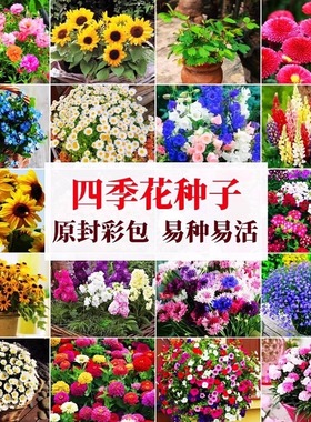 花种籽子四季开花凤仙向日葵学生儿童种植盆栽重瓣太阳花野花阳台