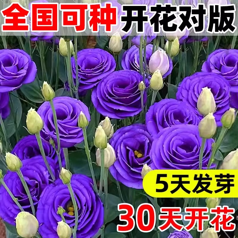 进口重瓣洋桔梗花种籽混色易活花
