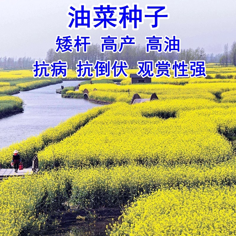 高产油菜花种子早熟高出油食用油菜花种籽榨油油菜籽观赏布景花海