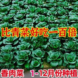 新品 香肉菜种子北京肉肉菜籽香糯好吃速生耐寒耐热秋冬农家青菜籽