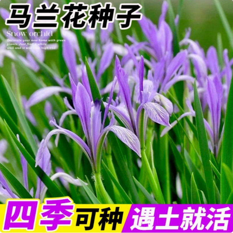 蝴蝶兰种籽孑盆栽开花