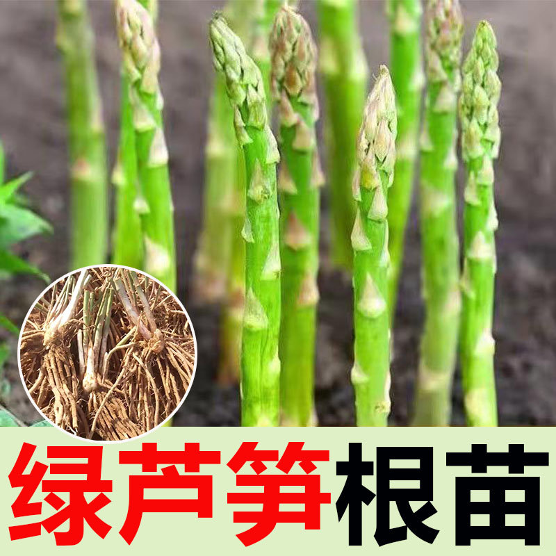 [芦笋根苗]芦笋苗根食用蔬菜苗四季多年生阳台盆栽种植芦笋树苗 鲜花速递/花卉仿真/绿植园艺 家庭园艺种子 原图主图