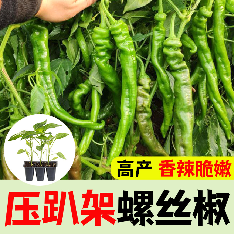 四季高产种植巨型陇椒特大螺丝椒蔬菜籽种子子苗龙椒辣椒种苗基地