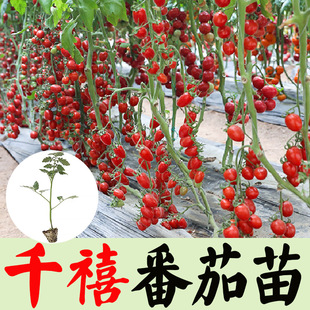 千禧番茄种苗矮生盆栽黄西红柿超甜圣女果樱桃番茄阳台四季 种植