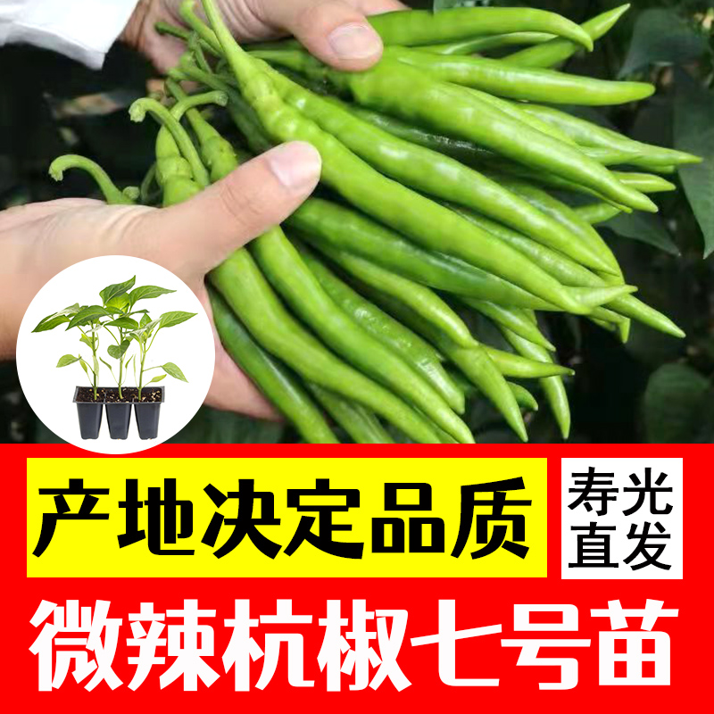 杭椒秧苗辣椒苗子早熟高产辣椒种苗四季阳台庭院种植蔬菜苗子