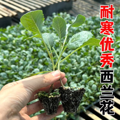 籽西蓝花庭院种植蔬菜种子