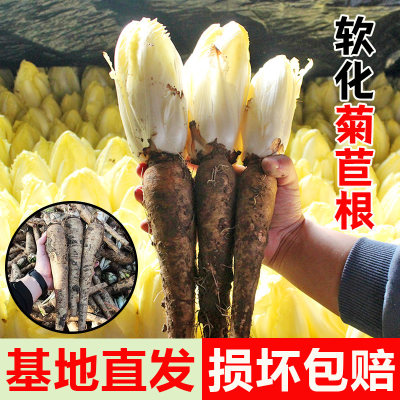 菜黄芽球菊营根阳台盆栽蔬菜根