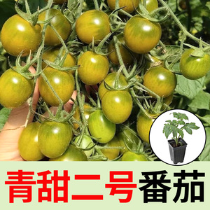 青甜二号番茄苗绿宝石梦想青甜番茄种子籽苗绿翡翠水果番茄蔬菜