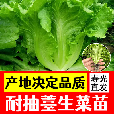 意大利生菜种苗耐抽苔种籽阳台专用四季播蔬菜可生吃生菜种籽