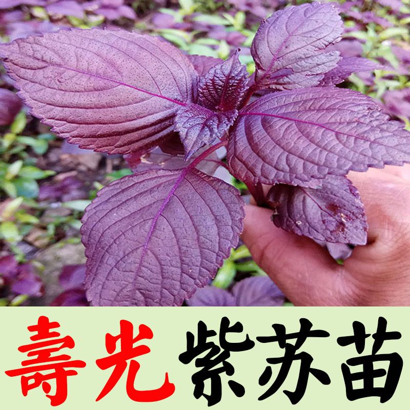 季紫苏子种植菜苗秧苗苏子叶