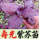 紫苏子种植菜苗秧苗苏子叶 紫苏种苗种籽孑子苗盆栽食用紫苏叶四季