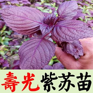 紫苏子种植菜苗秧苗苏子叶 紫苏种苗种籽孑子苗盆栽食用紫苏叶四季